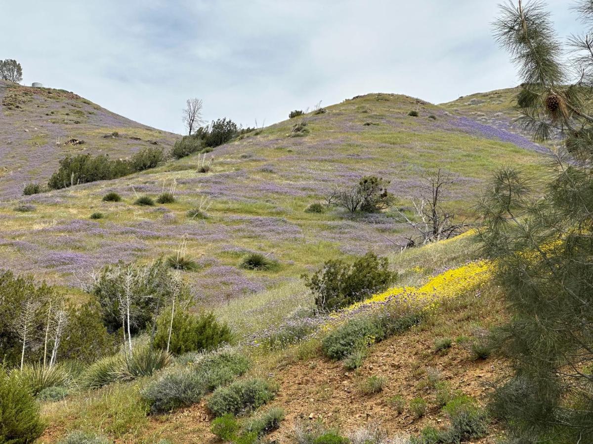 Breathtaking Cabin In Kern River Valleyレイク・イザベラ エクステリア 写真